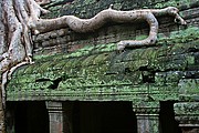 Templo Ta Prohm, Angkor, Camboya