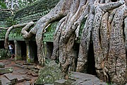 Templo Ta Prohm, Angkor, Camboya