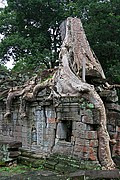 Templo Ta Prohm, Angkor, Camboya