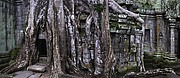 Templo Ta Prohm, Angkor, Camboya