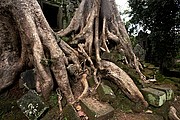 Templo Ta Prohm, Angkor, Camboya