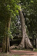 Templo Ta Prohm, Angkor, Camboya