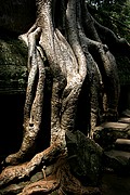 Templo Ta Prohm, Angkor, Camboya