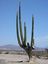 Baja California
Cactus y rueda
Baja California Sur