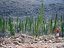 Baja California
Bosque de cactus
Baja California Sur