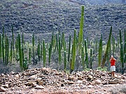 Camara Olympus C310Z
Bosque de cactus
Carmen del Olmo Aparicio
BAJA CALIFORNIA
Foto: 10261
