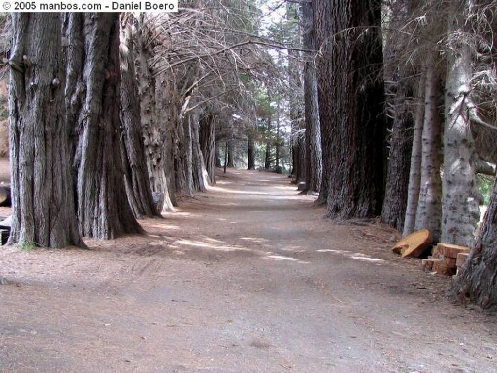 Bariloche
Bosque arrayanes
Bariloche