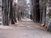 Camara Canon PowerShot S1 IS
Bosque de arrayanes
Daniel Boero
BARILOCHE
Foto: 5641