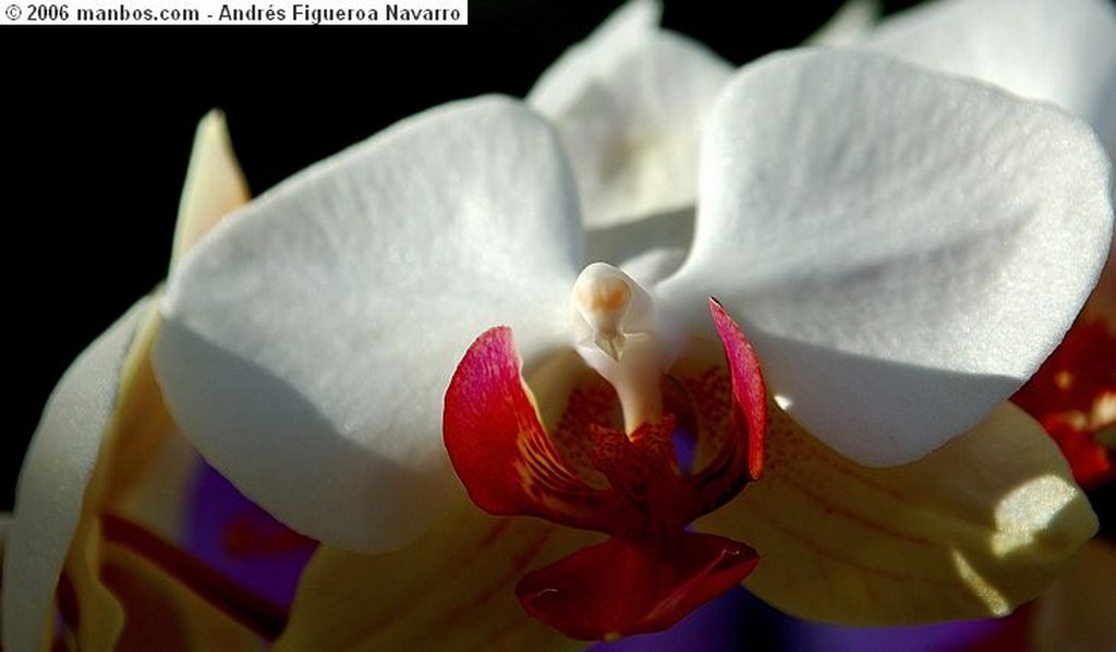 Aranjuez
Flor IV
Madrid