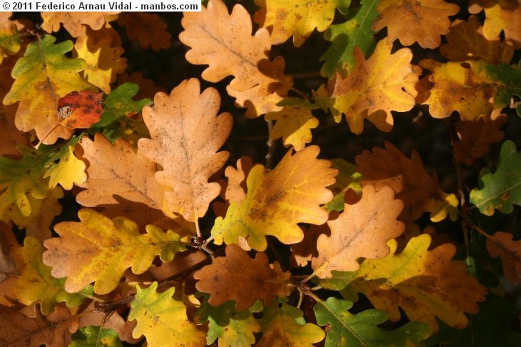 Ordesa
Otoño en Ordesa
Huesca