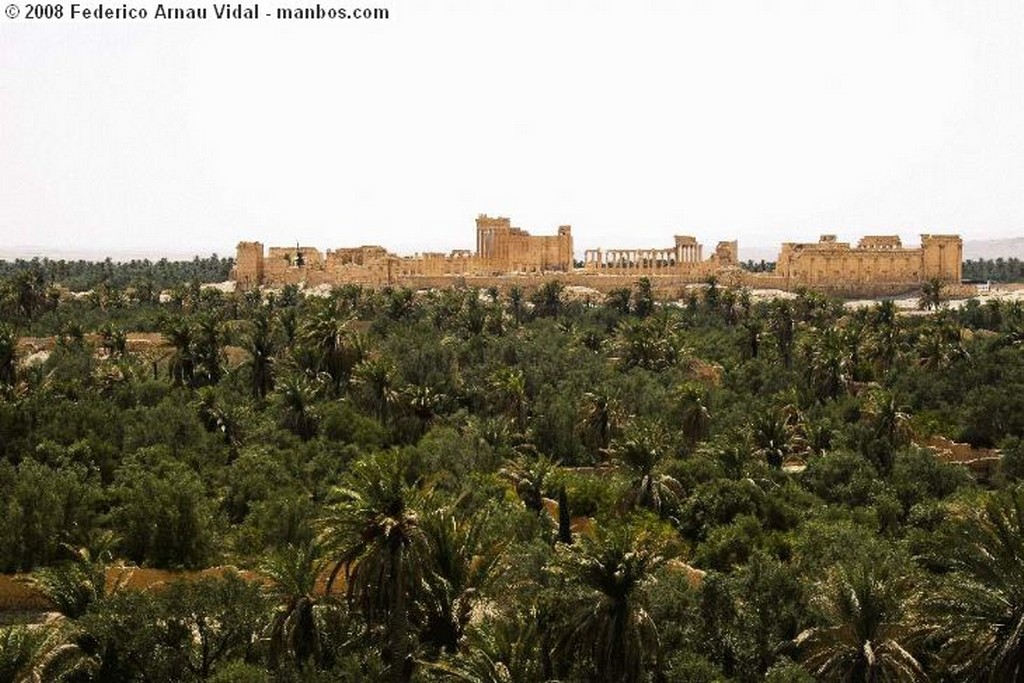 Palmira
Camellos en Palmira
Tadmor