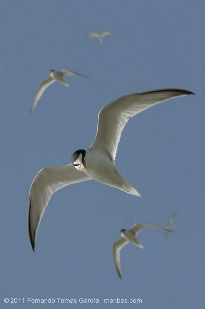 Murcia
Gaviota patiamarilla
Murcia