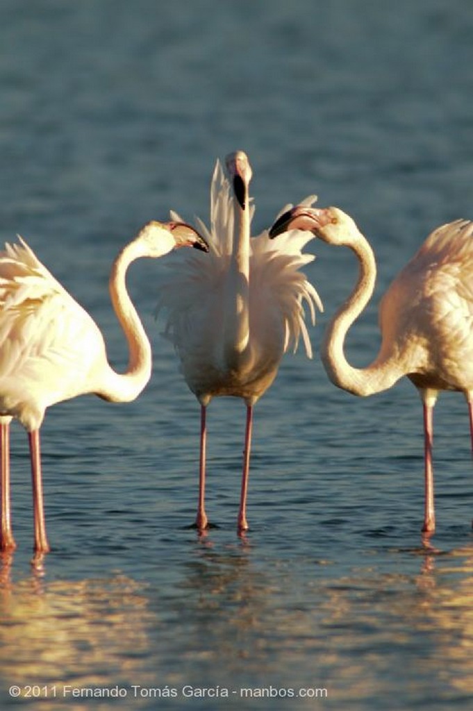 Murcia
Gaviota patiamarilla
Murcia