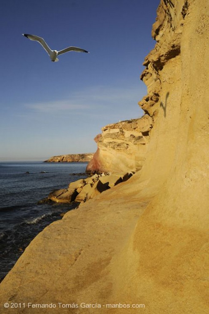 Murcia
Gaviota patiamarilla
Murcia