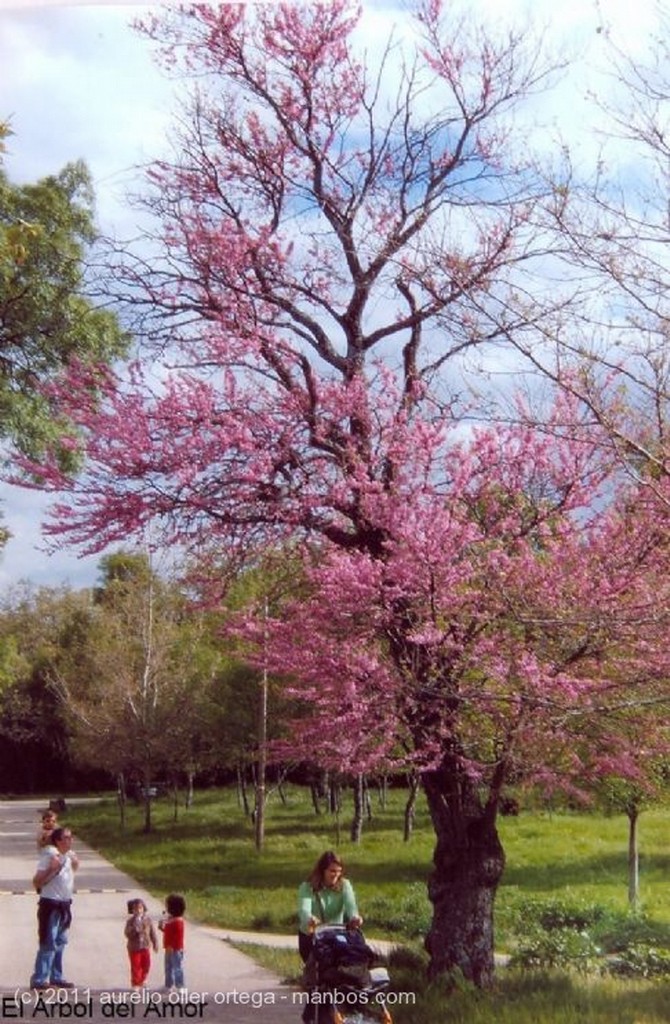 Foto de San Lorenzo de El Escorial, Herrería, Madrid, España - El Árbol del Amor