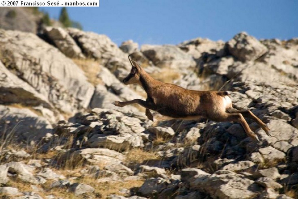 Ordesa
Senda de cazadores/Faja de Pelay
Huesca