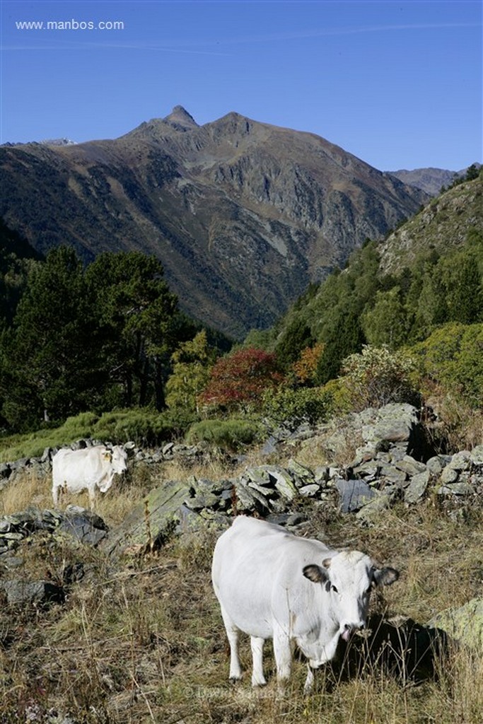 Andorra
Parque Natural de la Vall de Sorteny
Andorra