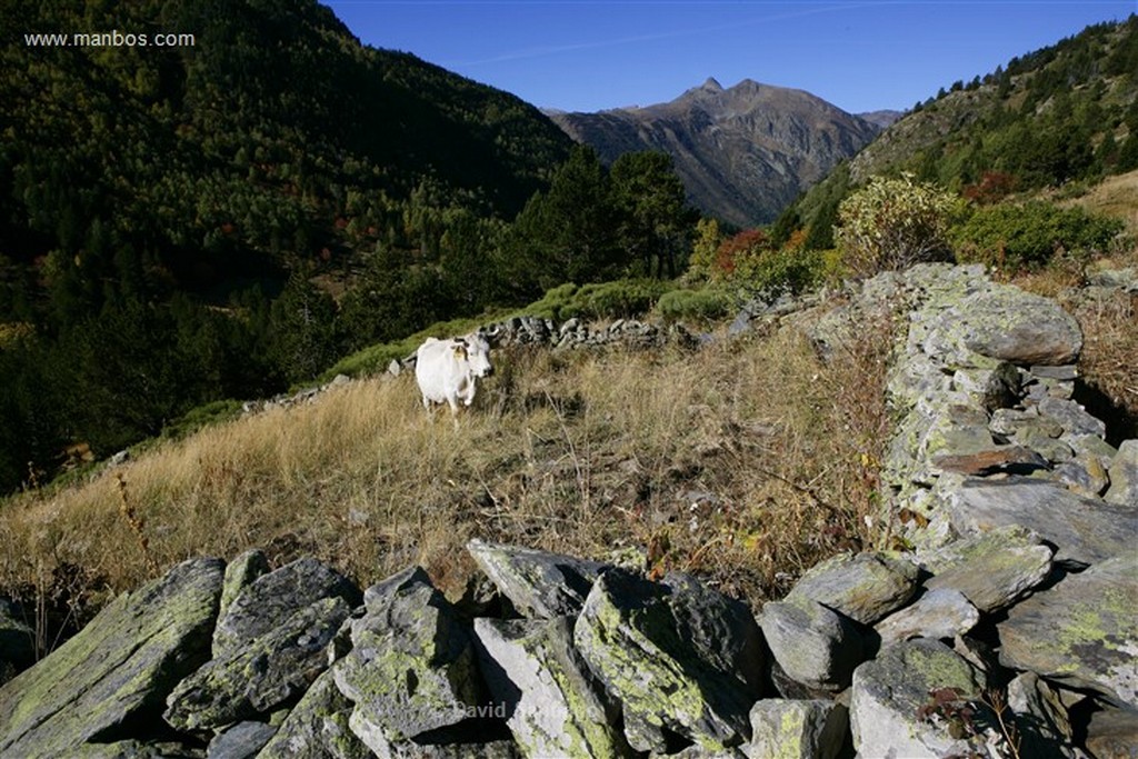 Andorra
Parque Natural de la Vall de Sorteny
Andorra