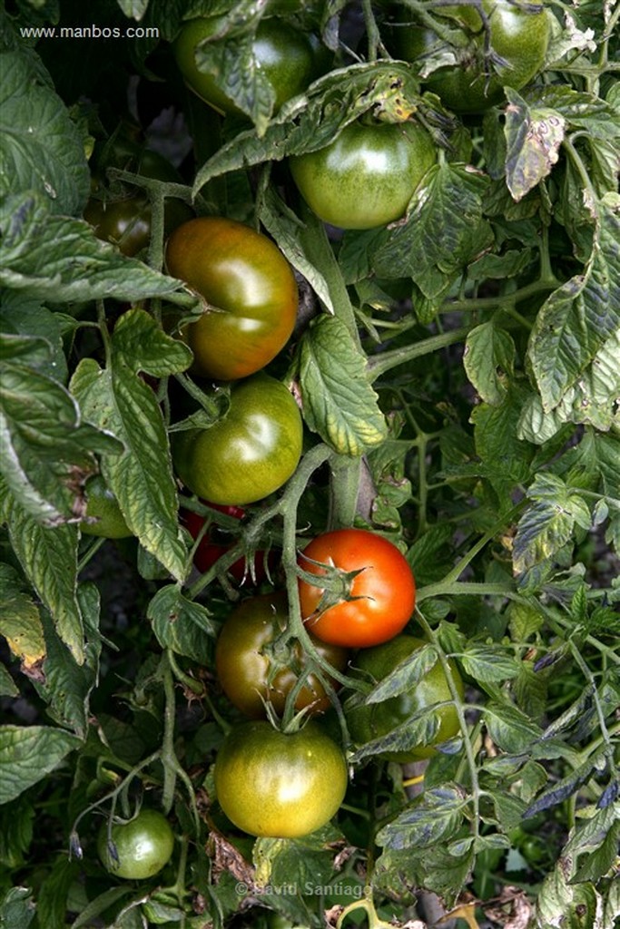 Andorra
tomates
Andorra