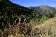 Camara Canon EOS-1Ds Mark II
Parque Natural de la Vall de Sorteny
Andorra
ANDORRA
Foto: 32219