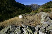 Camara Canon EOS-1Ds Mark II
Parque Natural de la Vall de Sorteny
Andorra
ANDORRA
Foto: 32212