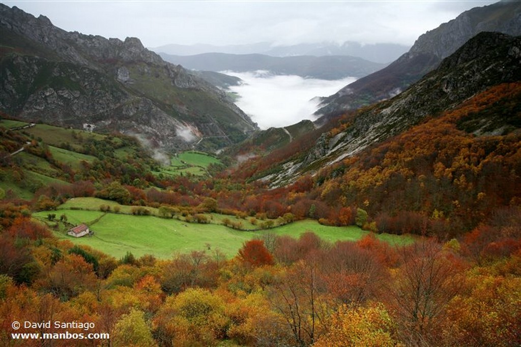 Valle de Huerna
Vacas en el Valle del Huerna - asturias
Asturias