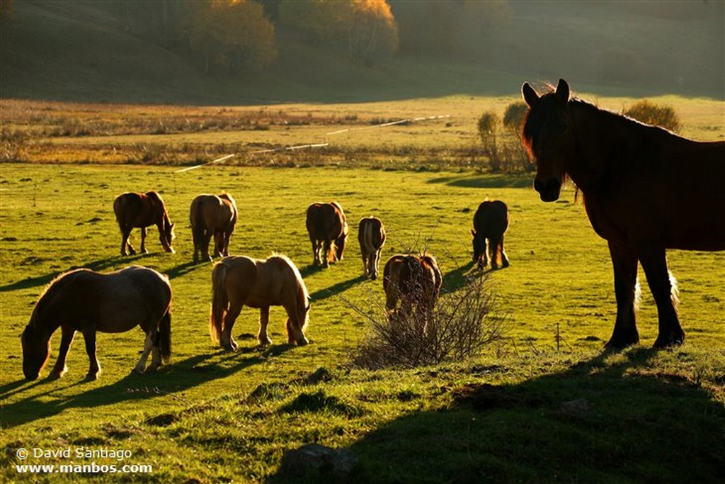 Caballos
Caballos en el Valle del Huerna - asturias
Asturias