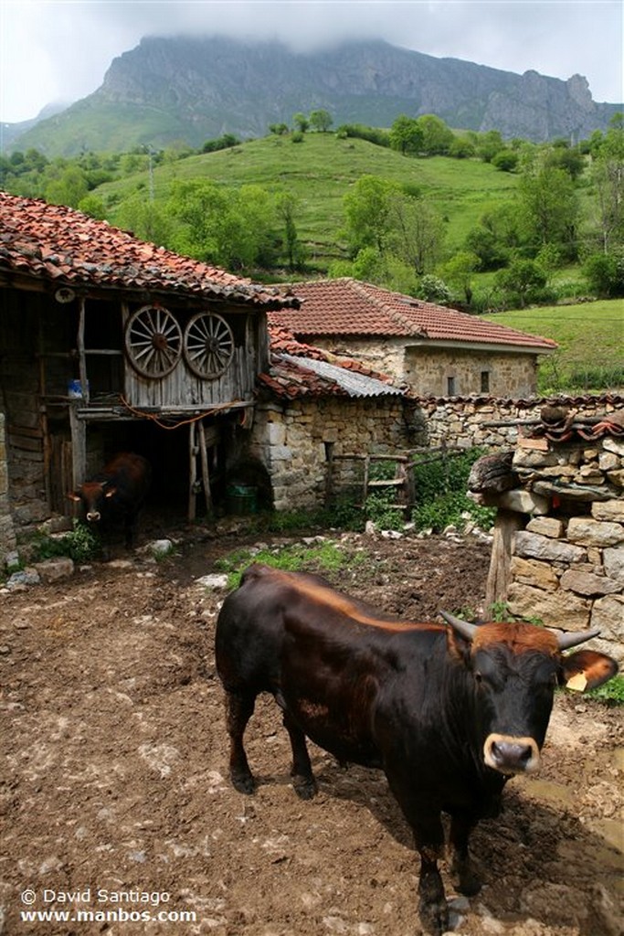 Tuiza de Abajo
Tuiza de Abajo en el Valle de Huerna - asturias
Asturias