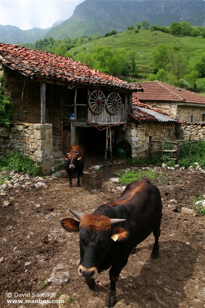 Tuiza de Abajo
Tuiza de Abajo - valle del Huerna - asturias
Asturias