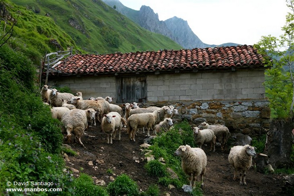 Tuiza de Arriba
Tuiza de Arriba - valle del Huerna - asturias
Asturias