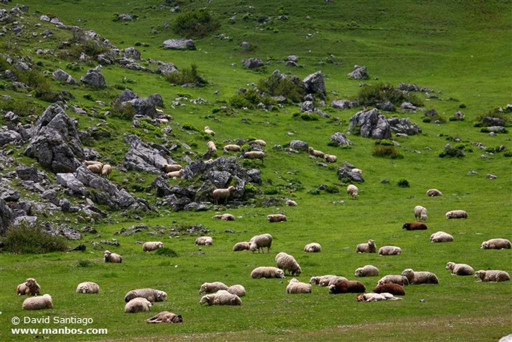 Valle de Cotarrubia
Valle de Cotarrubia - asturias
Asturias