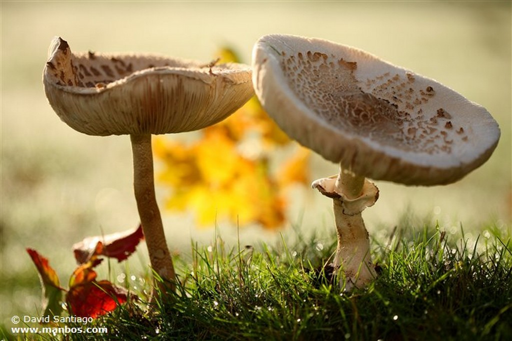 Foto de Macrolepiota Procera, Asturias, España - Macrolepiota Procera