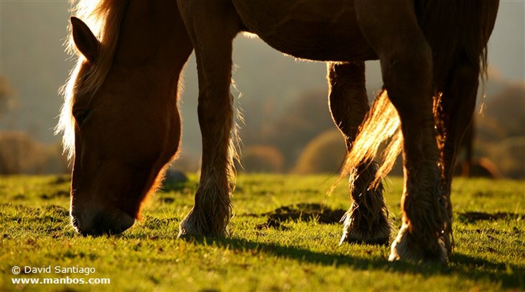 Caballos
Caballos en el Valle del Huerna - asturias
Asturias