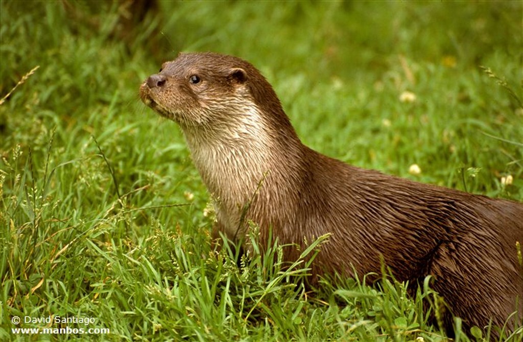 Foto de Nutria, Asturias, España - Nutria