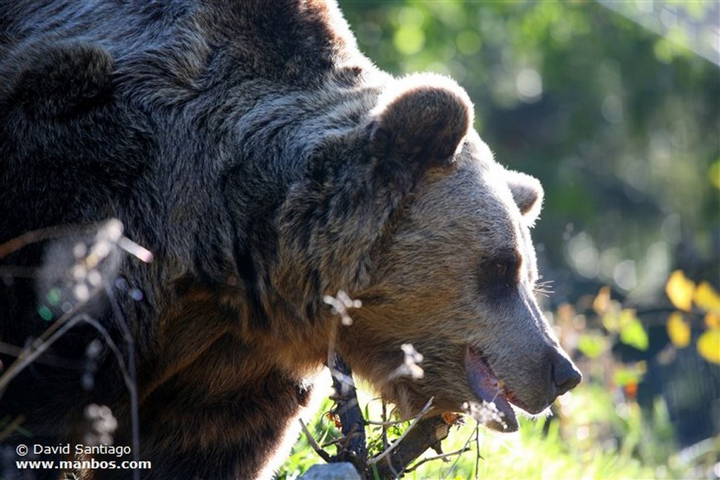 Oso Pardo
Oso Pardo
Asturias