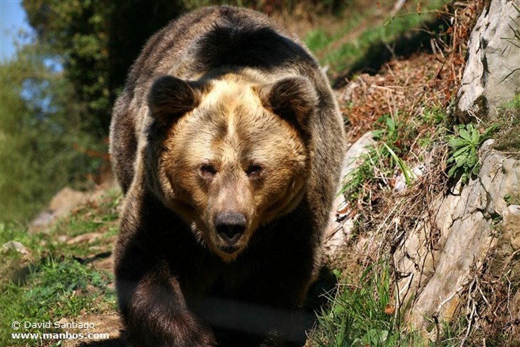 Oso Pardo
Oso Pardo
Asturias