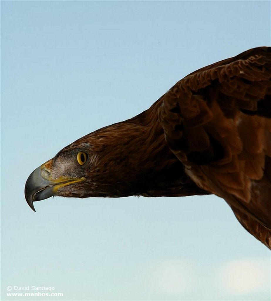 Foto de Aguila Real, Asturias, España - Aguila Real