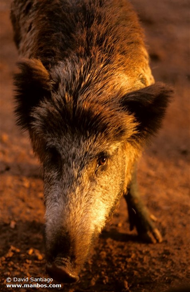 Foto de Jabali, Asturias, España - Jabali - sus Scrofa