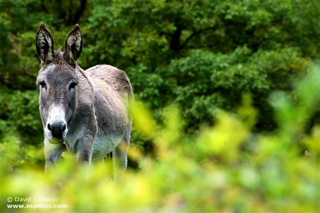 Foto de Burro, Asturias, España - Burro