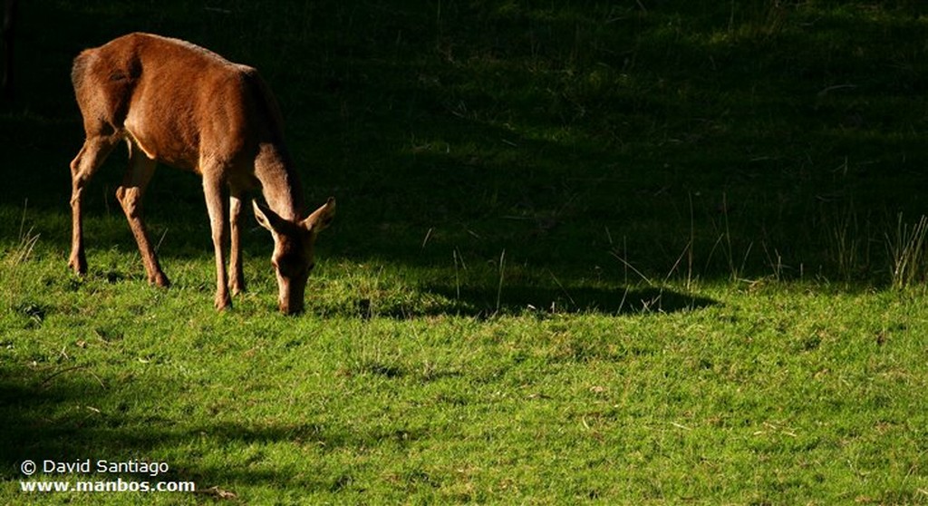 Burro
Burro
Asturias