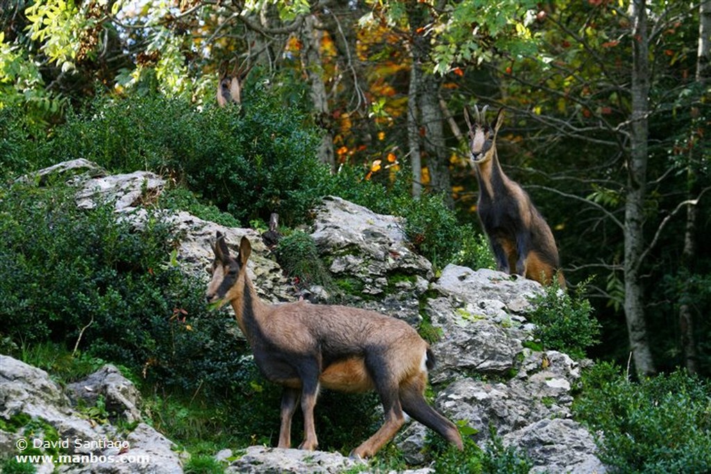 Foto de Rebeco, Asturias, España - Rebecos