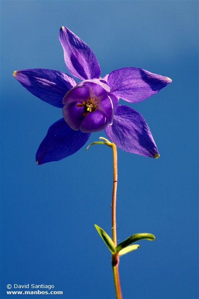 Aquilegia Vulgaris
Aguileña - aquilegia Vulgaris
Asturias