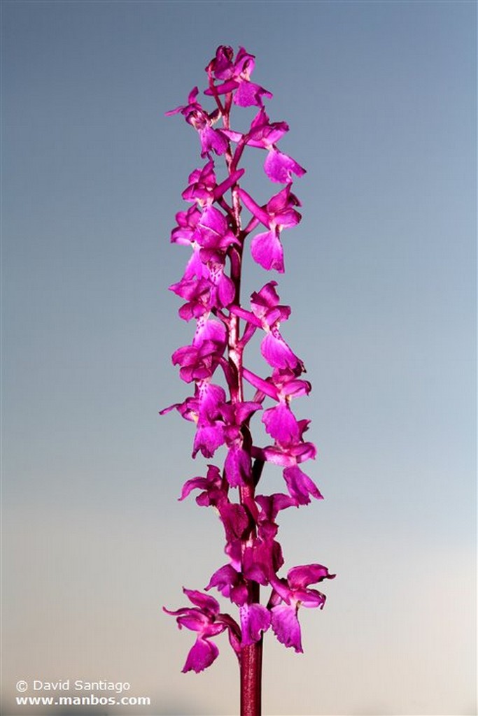 Foto de Orquidacea, Asturias, España - Orquidacea