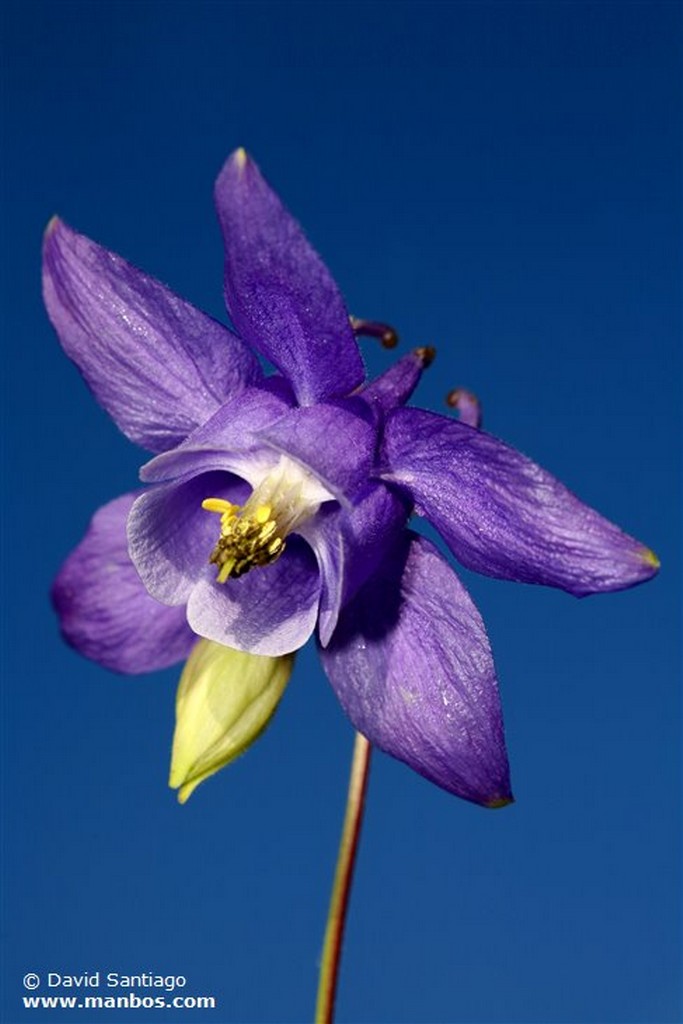 Aquilegia Vulgaris
Aguileña - aquilegia Vulgaris
Asturias