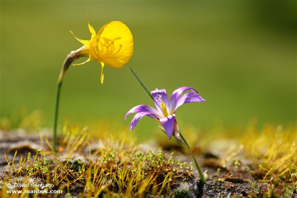 Foto de Campanilla, Asturias, España - Campanilla (narcissus Bulbocodium)