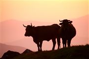 Camara Canon Eos 5D
Vacas en el Valle del Huerna - asturias
Asturias
VALLE DE HUERNA
Foto: 31788