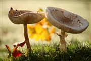 Macrolepiota Procera, Macrolepiota Procera, España