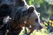 Oso Pardo, Oso Pardo, España