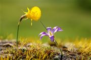 Campanilla, Campanilla, España