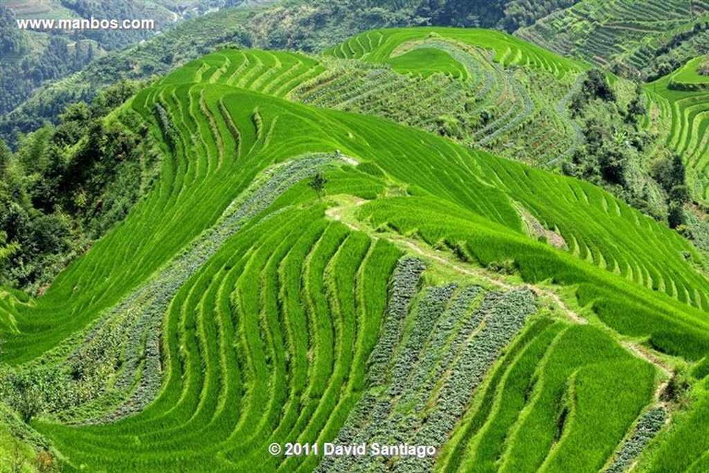 Guangxi
Rice Field La Columna del Dragon  guangxi  ping´an China
Guangxi